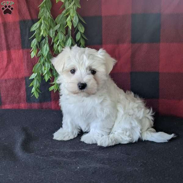 Sparky, Maltese Puppy