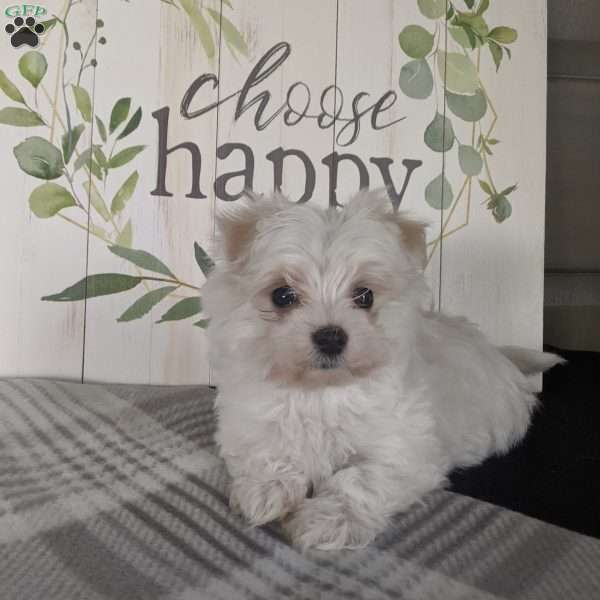 Bentley, Maltese Puppy