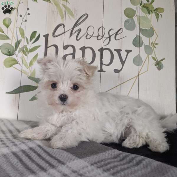 Bailey, Maltese Puppy