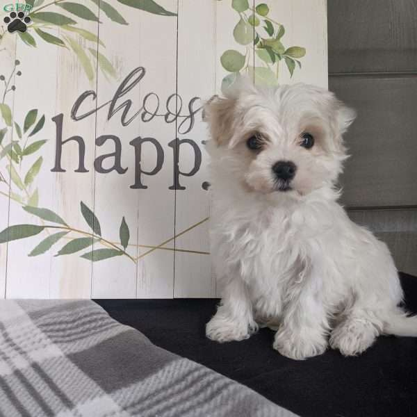 Bella, Maltese Puppy