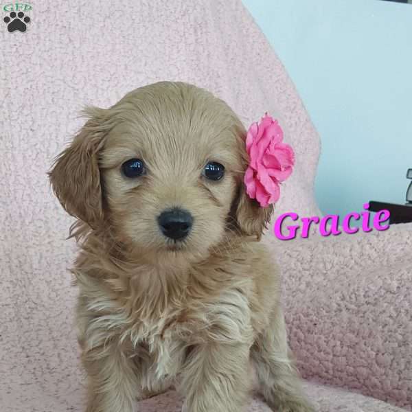 Gracie, Toy Poodle Mix Puppy