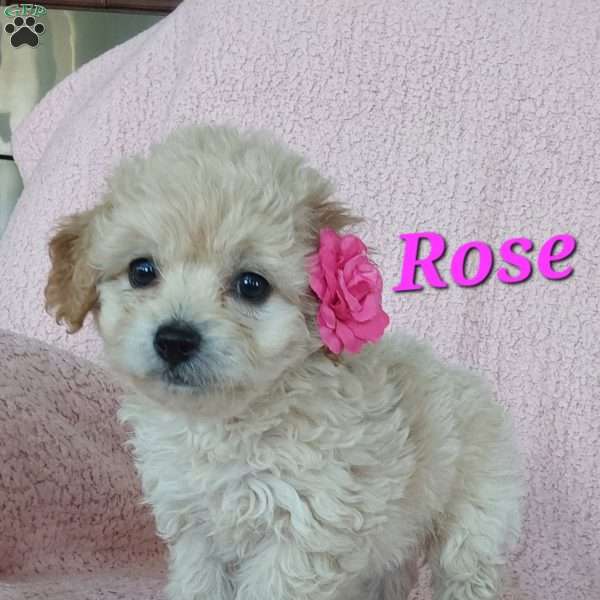 Rose, Toy Poodle Mix Puppy