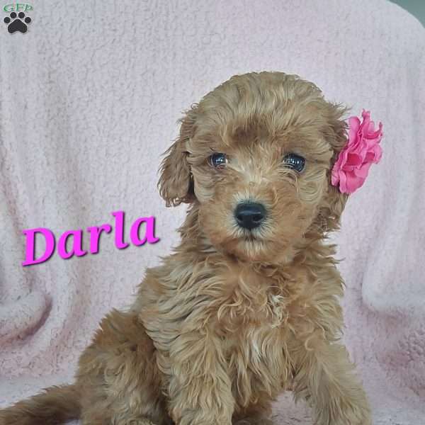 Darla, Toy Poodle Mix Puppy