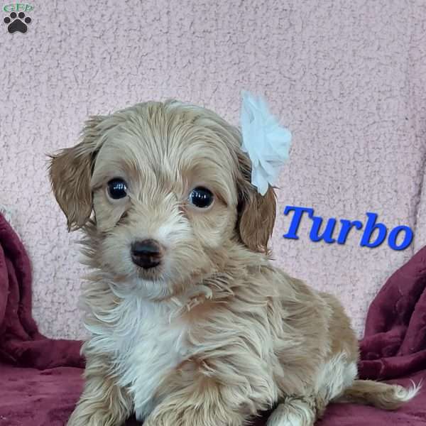 Turbo, Toy Poodle Mix Puppy