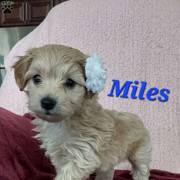 Miles, Toy Poodle Mix Puppy