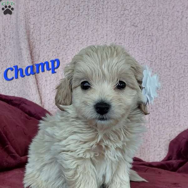 Champ, Toy Poodle Mix Puppy