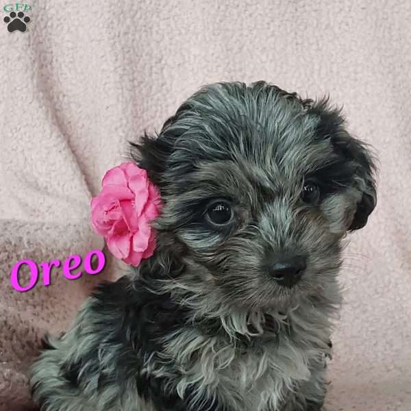 Oreo, Toy Poodle Mix Puppy