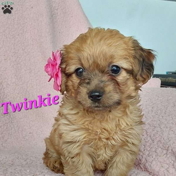 Twinkie, Toy Poodle Mix Puppy