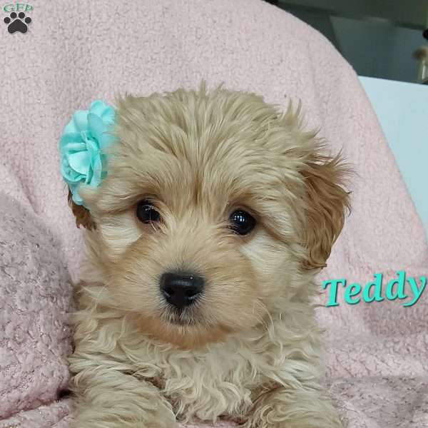 Teddy, Toy Poodle Mix Puppy