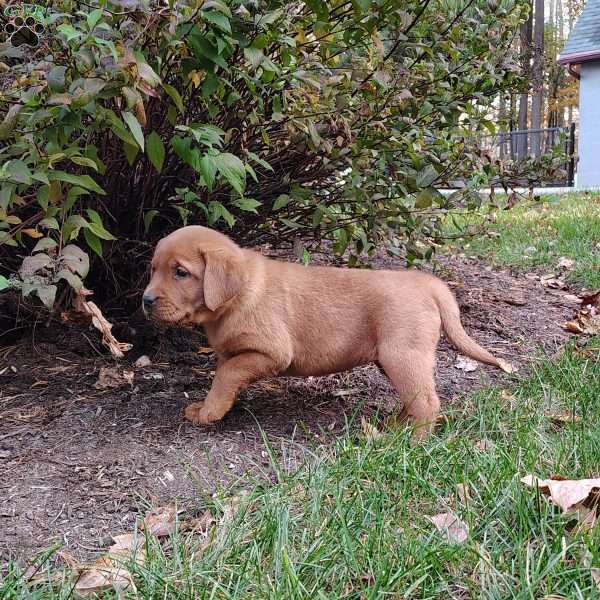 Nyla, Fox Red Labrador Retriever Puppy