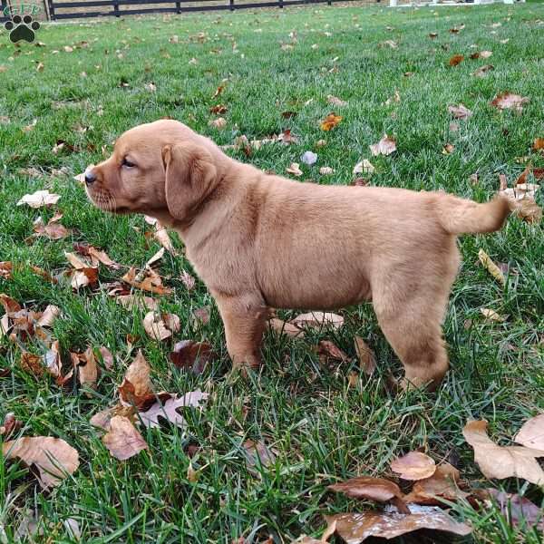 Brynn, Fox Red Labrador Retriever Puppy