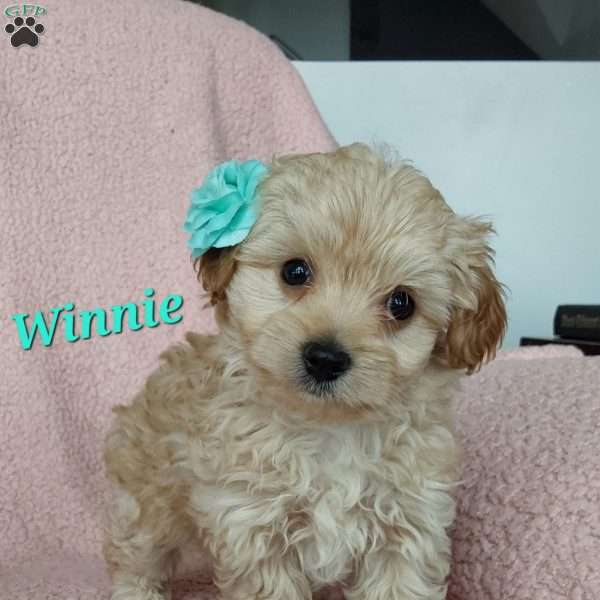 Winnie, Toy Poodle Mix Puppy