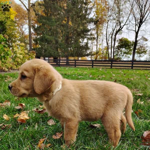 Oscar, Fox Red Labrador Retriever Puppy