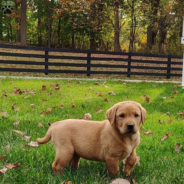 Beckkam, Fox Red Labrador Retriever Puppy