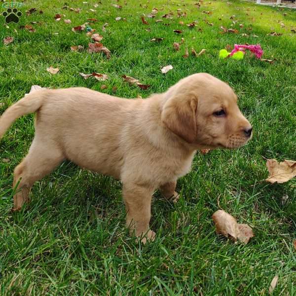 Snoopy, Fox Red Labrador Retriever Puppy