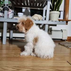 Dakota, Miniature Poodle Puppy