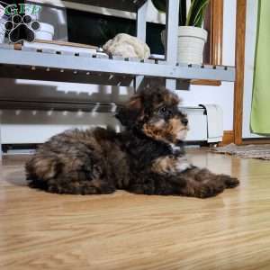 Muffin, Miniature Poodle Puppy