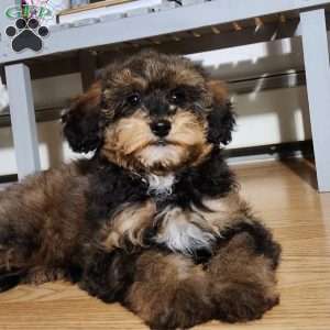 Muffin, Miniature Poodle Puppy