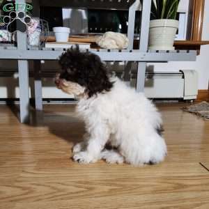 Snoopy, Miniature Poodle Puppy