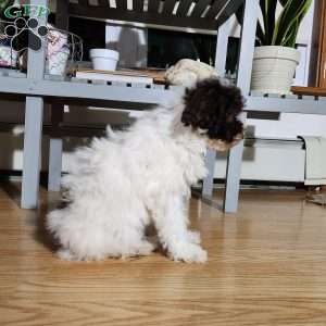 Snoopy, Miniature Poodle Puppy