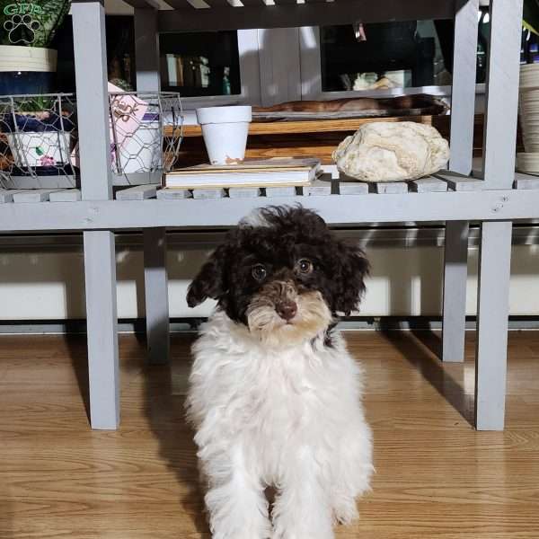 Snoopy, Miniature Poodle Puppy