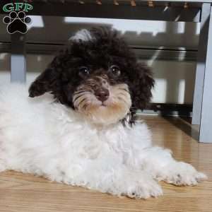 Snoopy, Miniature Poodle Puppy