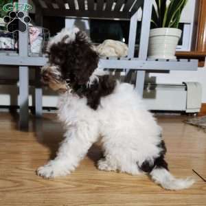 Molly, Miniature Poodle Puppy