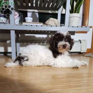 Molly, Miniature Poodle Puppy