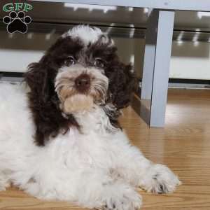 Molly, Miniature Poodle Puppy