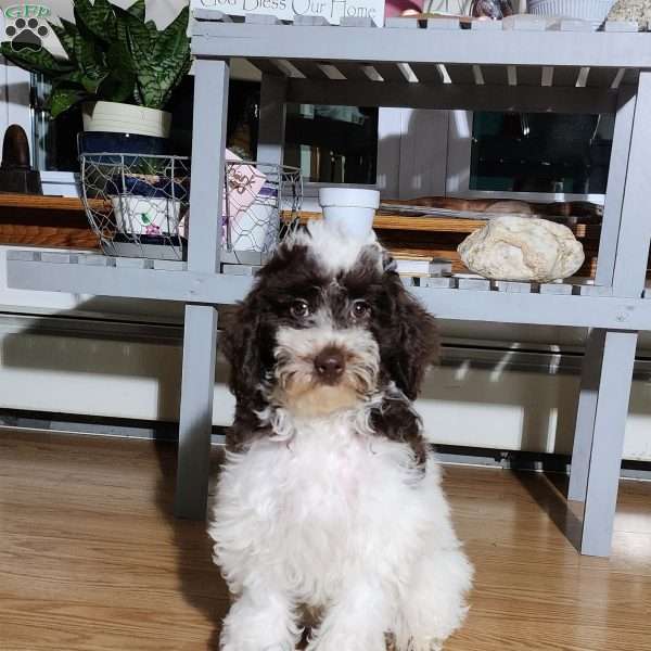 Molly, Miniature Poodle Puppy