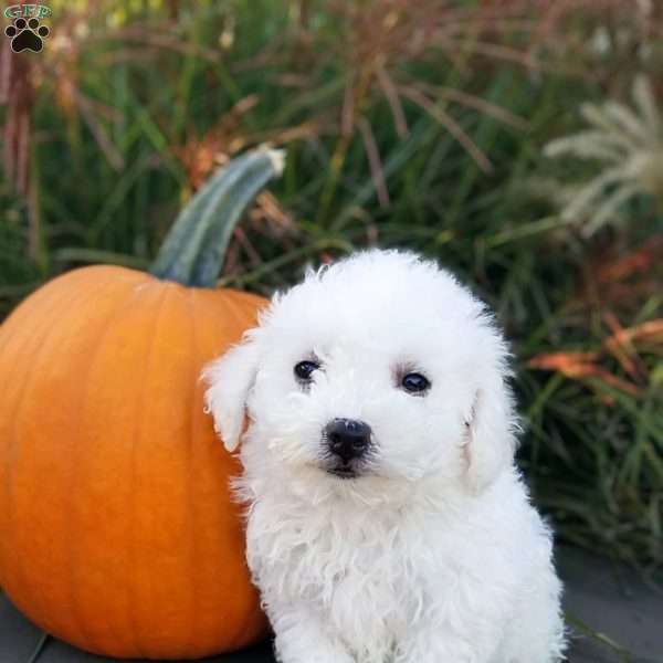 Layla, Bichon Frise Puppy