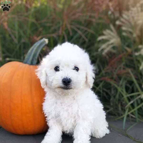 Leo, Bichon Frise Puppy