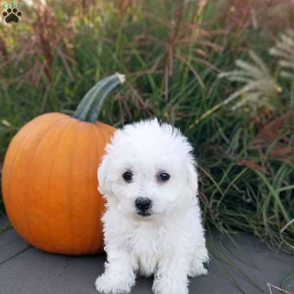 Lily, Bichon Frise Puppy