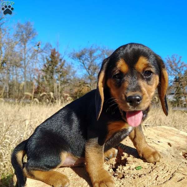 Tucker, Beagle Puppy