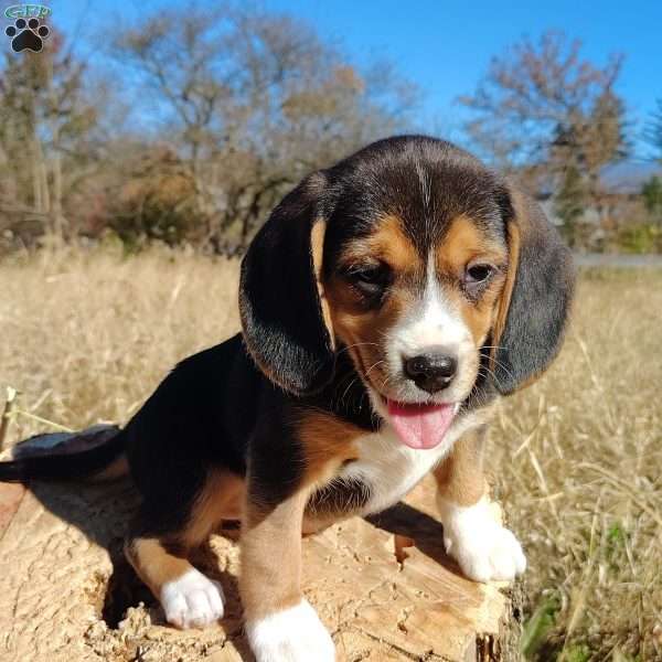 Bailey, Beagle Puppy