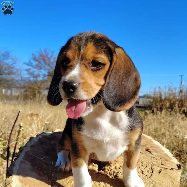 Ginger, Beagle Puppy