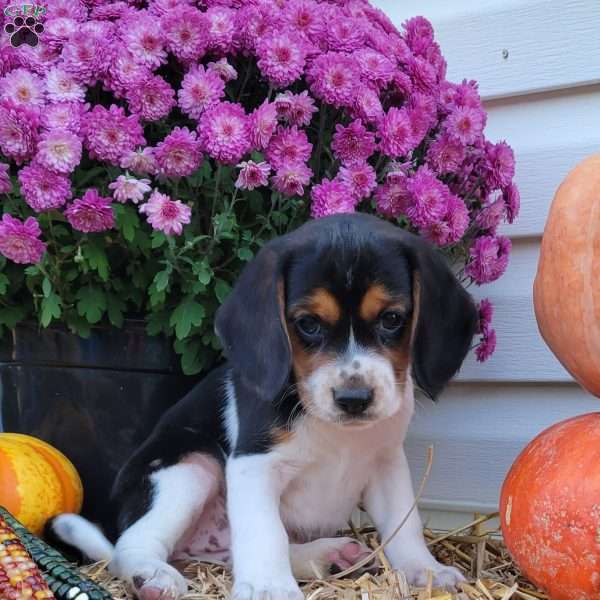 Flora, Beagle Puppy