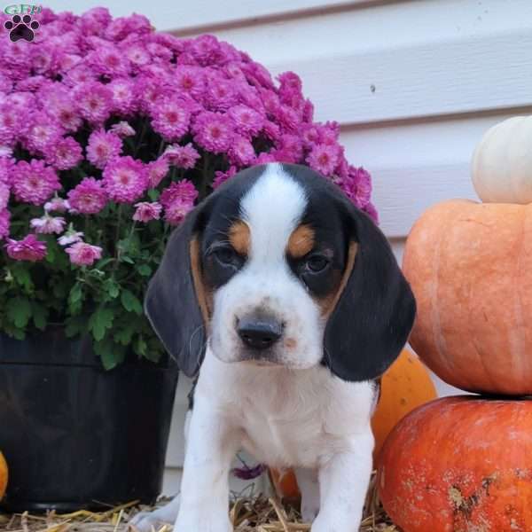 Franklin, Beagle Puppy