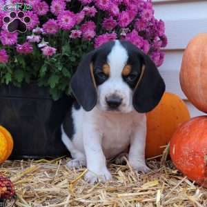 Franklin, Beagle Puppy