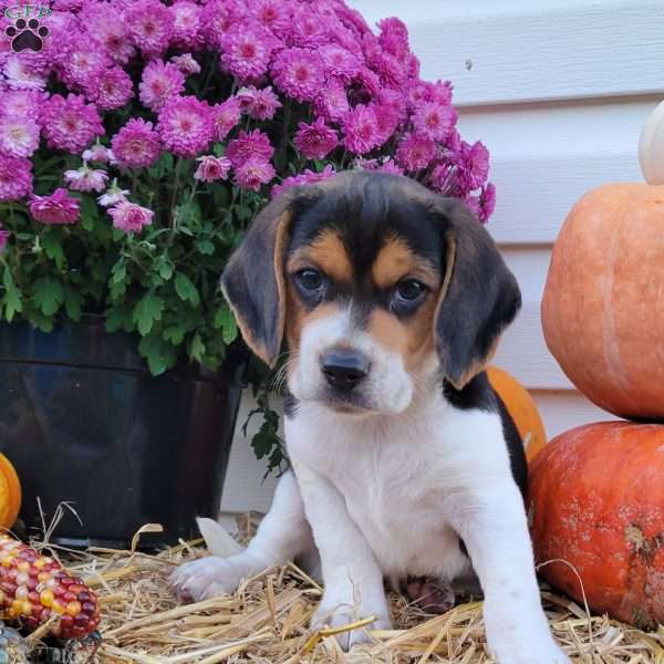 Flynn, Beagle Puppy