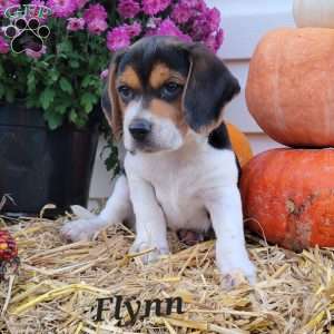 Flynn, Beagle Puppy