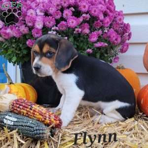 Flynn, Beagle Puppy