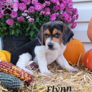 Flynn, Beagle Puppy