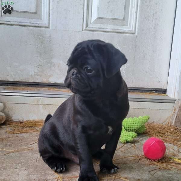 August, Pug Puppy