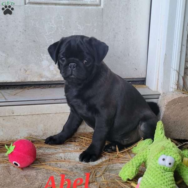 Abel, Pug Puppy