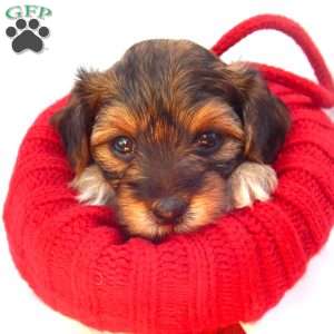 Anna, Yorkie Poo Puppy