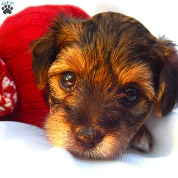 Anna, Yorkie Poo Puppy