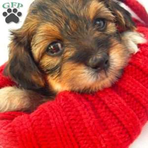 Anna, Yorkie Poo Puppy