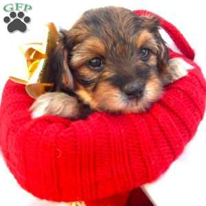 Anna, Yorkie Poo Puppy