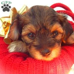 Anna, Yorkie Poo Puppy